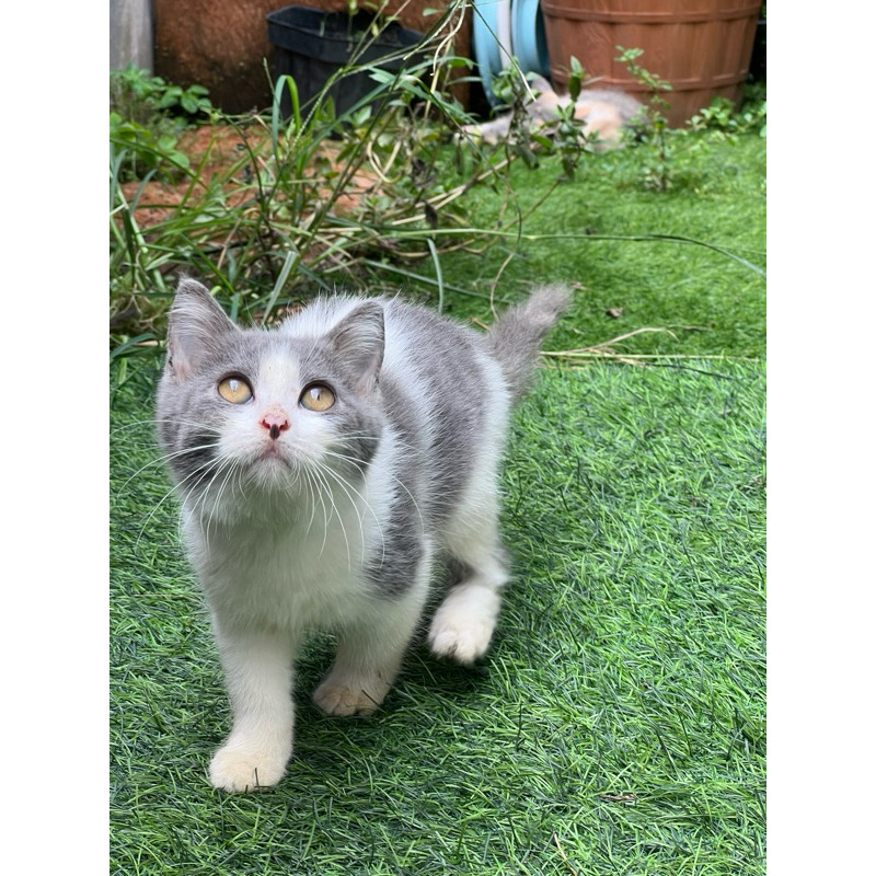 Kucing british shorthair mix