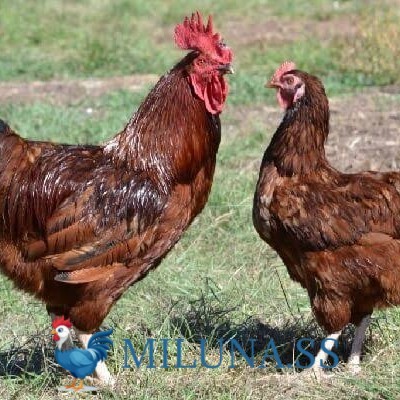 

TELUR AYAM TETAS FERTIL rodhe island / hias / siap cod