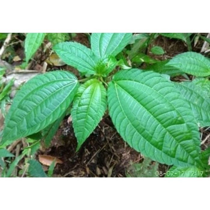 

silahkan COD Bibit Tanaman Pohpohan Daun Pohpohan Tanaman Herbal Pohon Terlaris