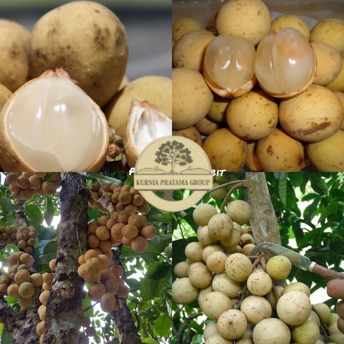 Bibit duku tanpa biji