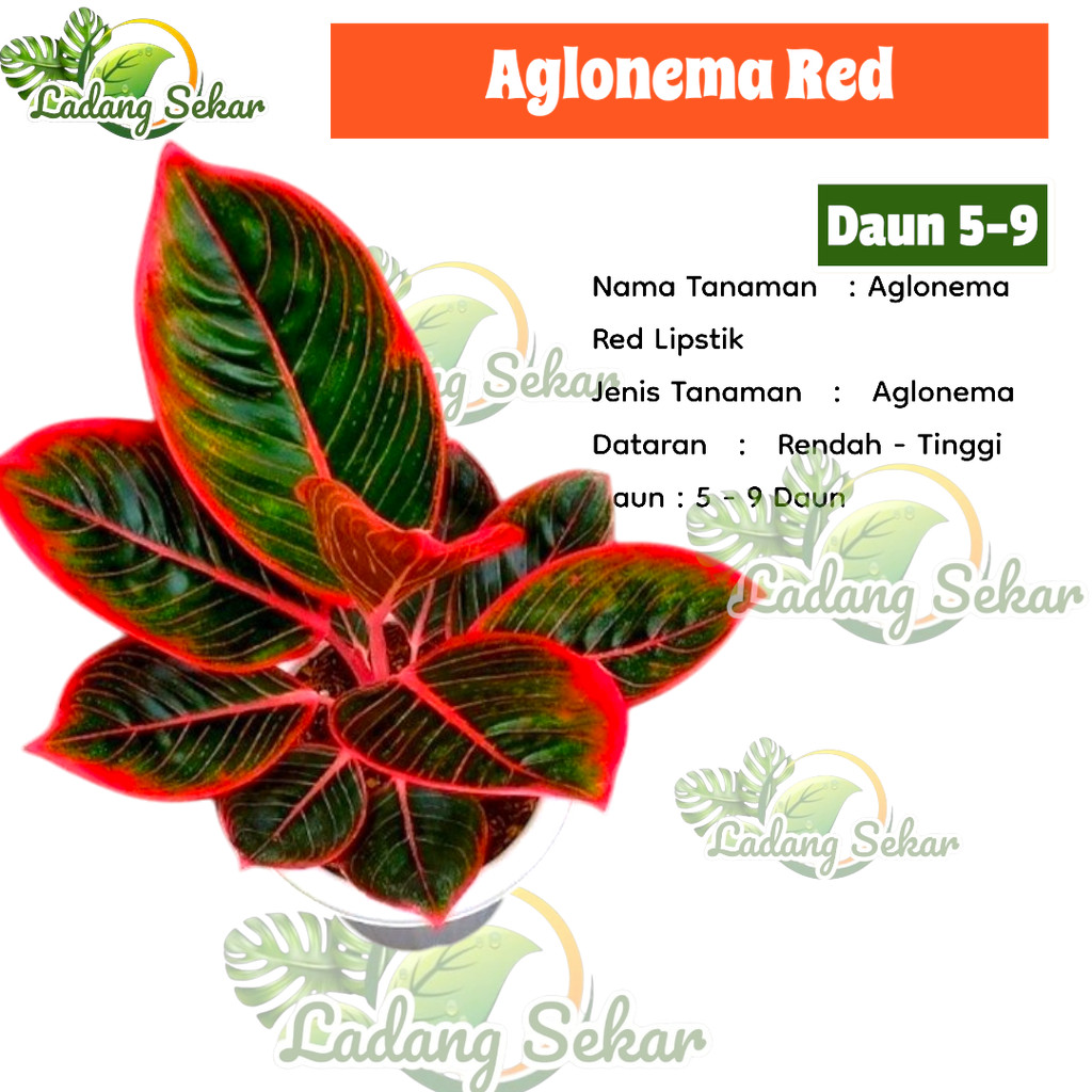 RED Aurora Aglonema- Aglonema Siam Aurora - Aglonema Red Lipstik