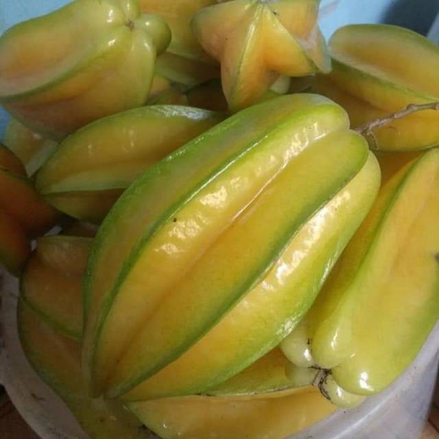 

Buah blimbing fresh ud buah tiga saudara