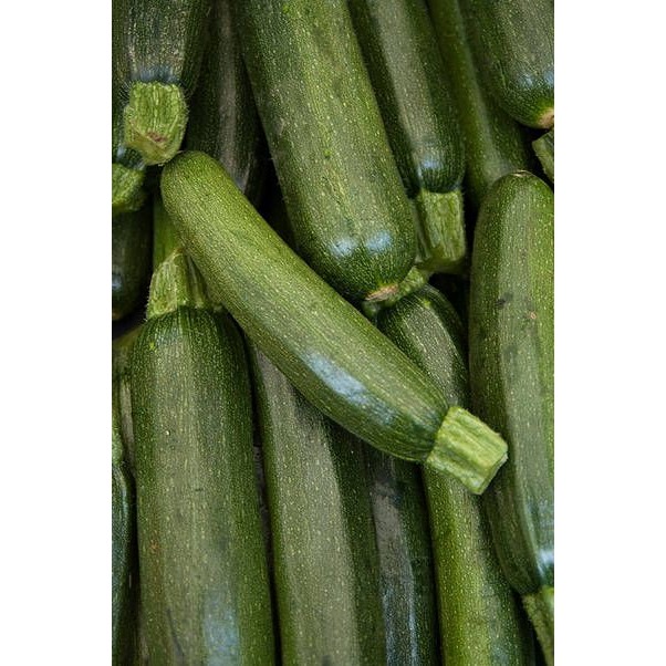 

Labu Zukini zuchini