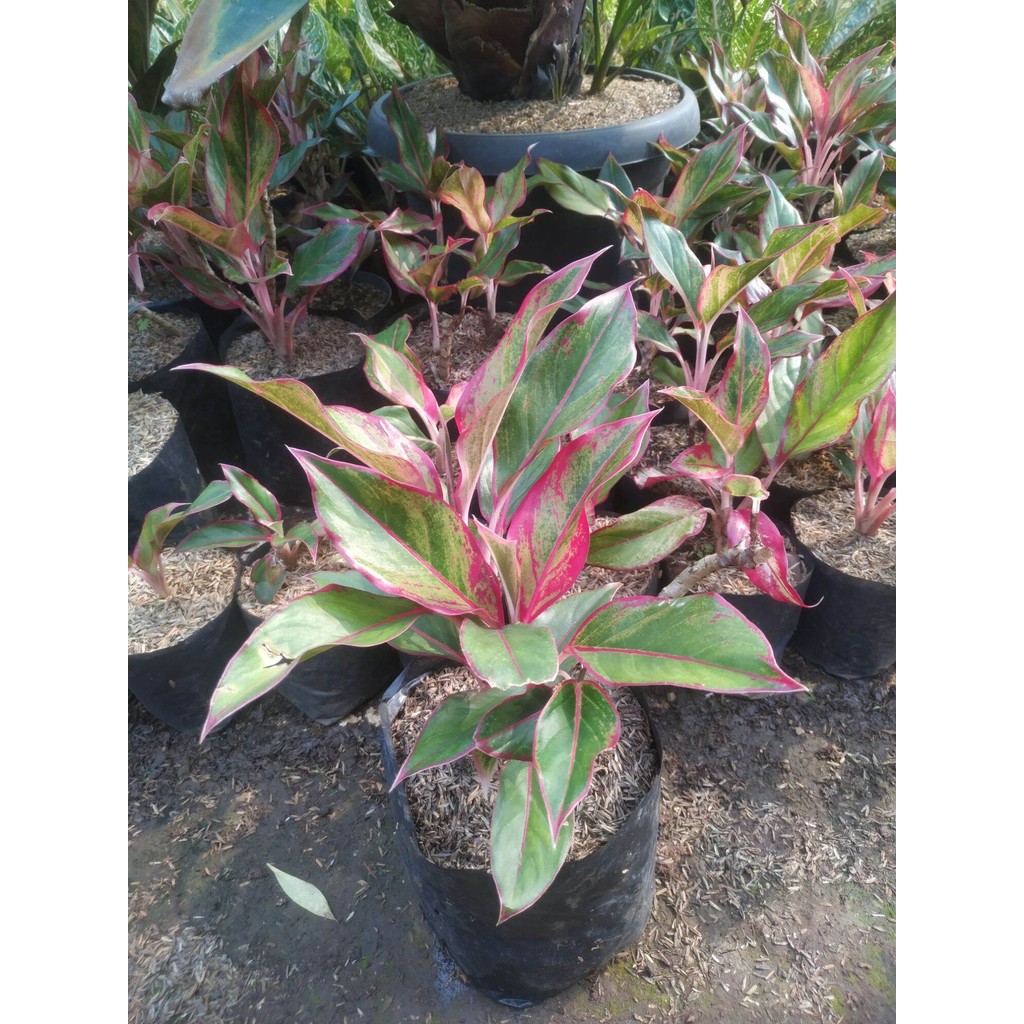 Aglonema lipstik merah