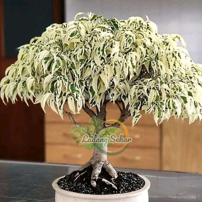 BONSAI BERINGIN VARIGATHA Tanaman Hias Bonsai Beringin Varigata - Beringin varigatha