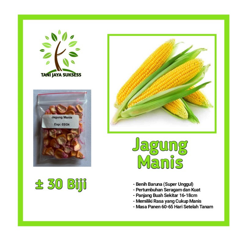 20 Benih bibit Jagung Benih Jagung  Manis Unggul Berkualitas Bibit Jagung Unggul