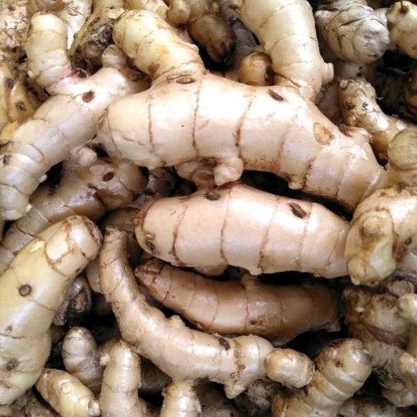 

KUNYIT PUTIH/TEMU PUTIH/OBAT KUNYIT KONENG BODAS SEGAR FRESH ORGANIC BISA COD (BESIH)