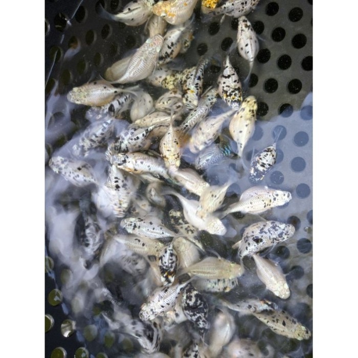 Molly Balon Marble Indukan Buat Isi Aquarium