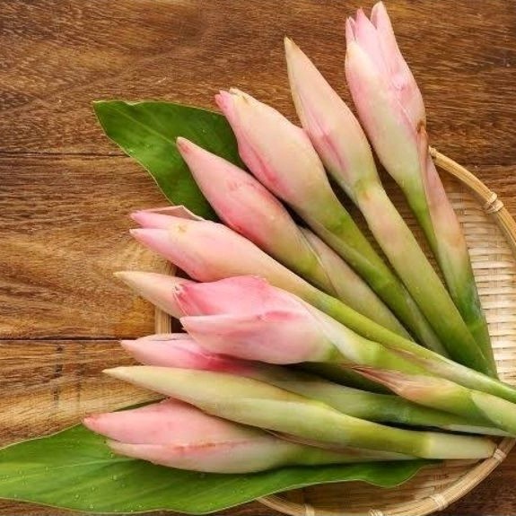 

Kecombrang segar 1 pcs - Bongkot