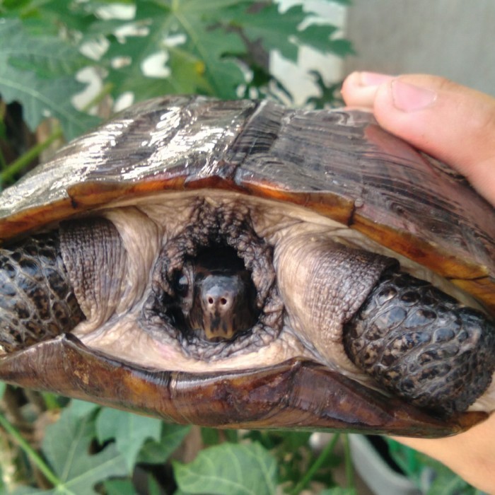 SALE -Kura Daun Indukan