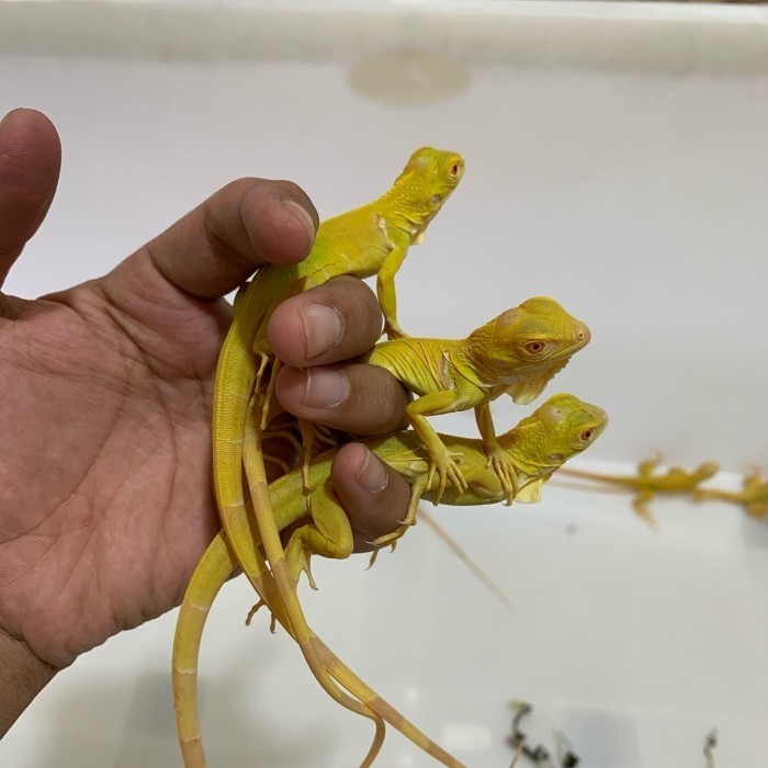 SALE -Reptil- Iguana albino / albino iguana / iguana kuning - 30cm-+