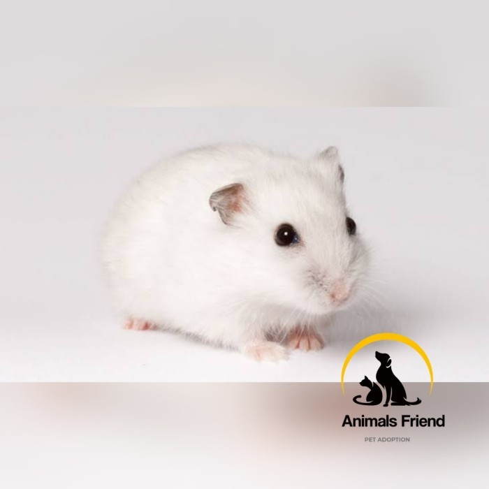 SALE -HAMSTER WINTER WHITE PEARL