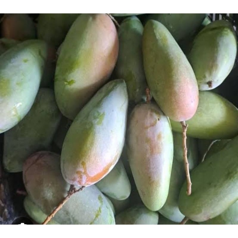 

TEBUS AMBYAR mangga kiojay muda isi 800g-1kg (isi 1-5 buah ) TERLARIS