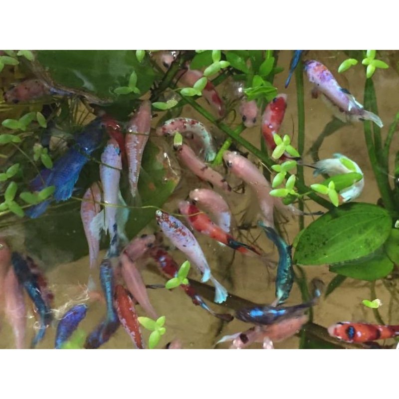 HIAS Burayak cup4ng random multy,fccp,Avatar,barongsai,helboy,hm,ct,dll mix