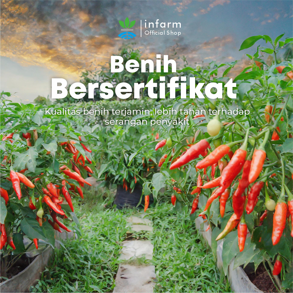 Bibit Cabe Rawit Merah Peak Cha Benih Bibit Cabe Rawit Benih Cabe Rawit Bibit Cabai Rawit Benih