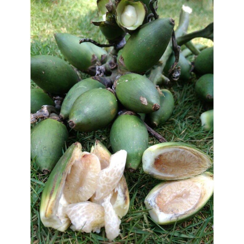 

Promo PINANG / JAMBE MUDA/500 GRM COD