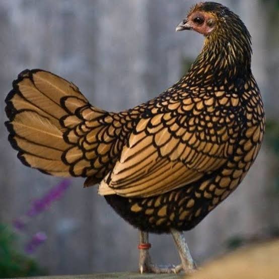 

Fertil Telur ayam serama / kate batik italy kanada fertil asli siap tetas