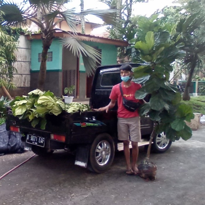 Termurah ketapang biola cantik pohon ketapang biola tinggi 2 3 meter