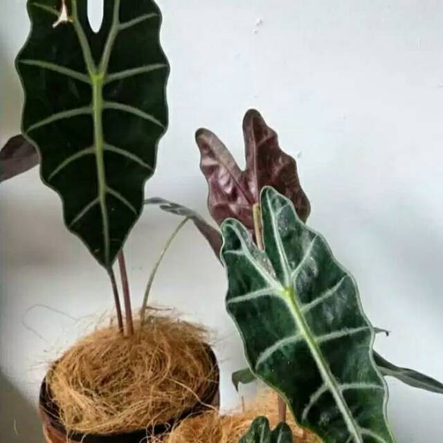 TANAMAN HIAS HIDUP CHALADIUM AMAZON - keladi amazon tengkorak