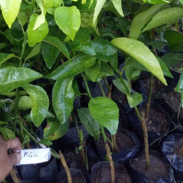 COD Bibit tanaman buah jeruk RGL istimewa