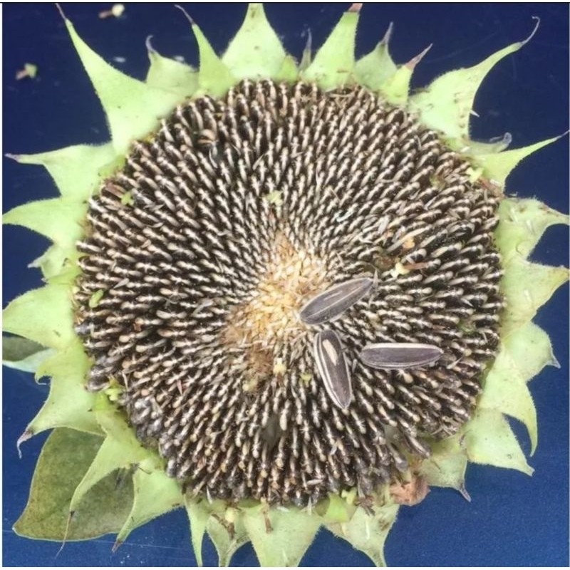 MURAH  500 GRAM BENIH BUNGA MATAHARI JUMBO BESAR