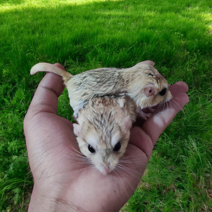 SALE -gerbil fat tail hewan lucu - indukan betina