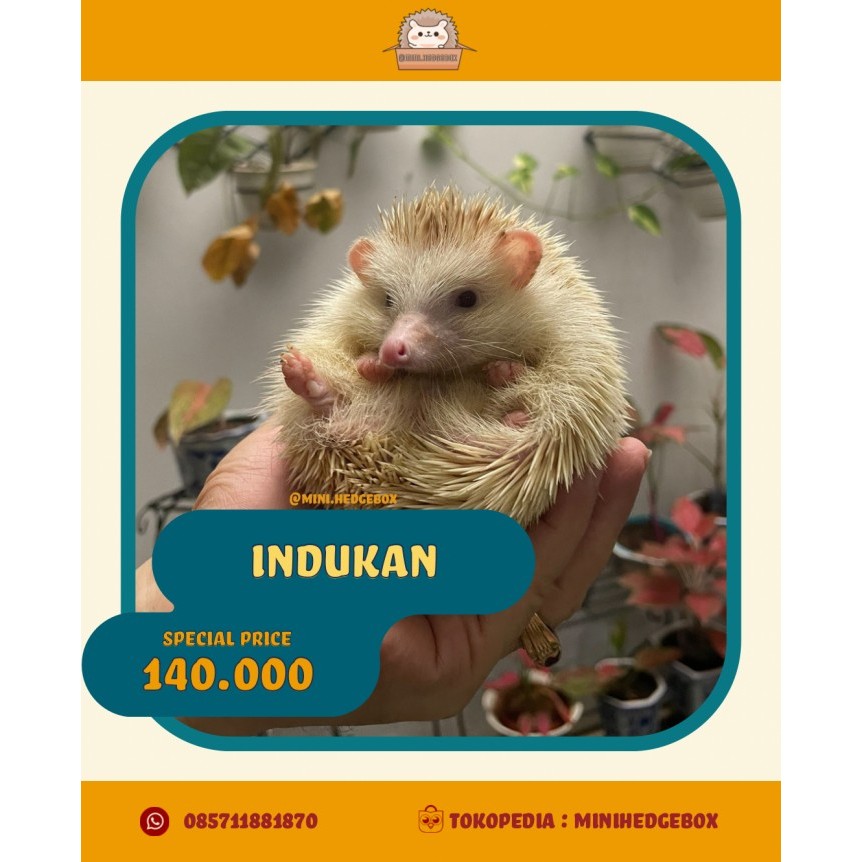 SALE -LANDAK MINI APRICOT PINTO 1,5 BULAN - ANAKAN JANTAN