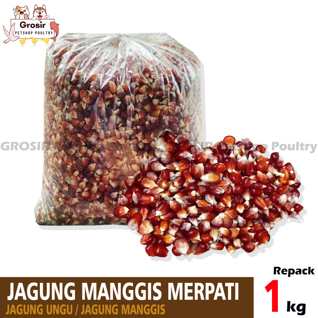 jagung manggis jagung ungu 1kg pakan merpati dara ayam