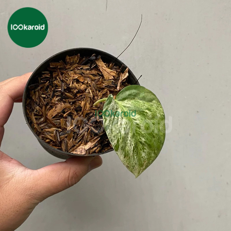 Tanaman Hias Epipremnum sp Sulawesi Variegata