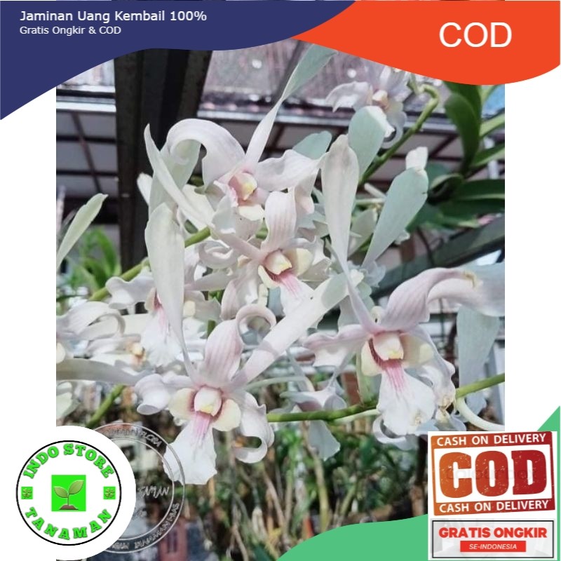 ( BISA COD ) Seedling Anggrek Dendrobium Capung Kapuas - Tanaman Hias Bunga Anggrek Dendrobium Belum