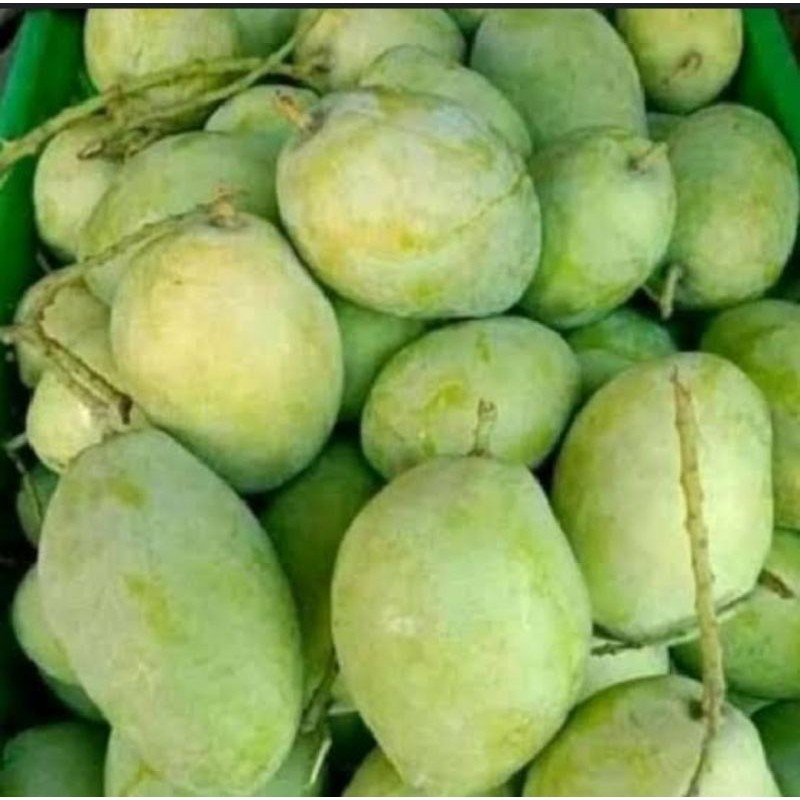 TEBUS AMBYAR MANGGA INDRAMAYU MUDA/MENGKEL ISI 1KG TERLARIS