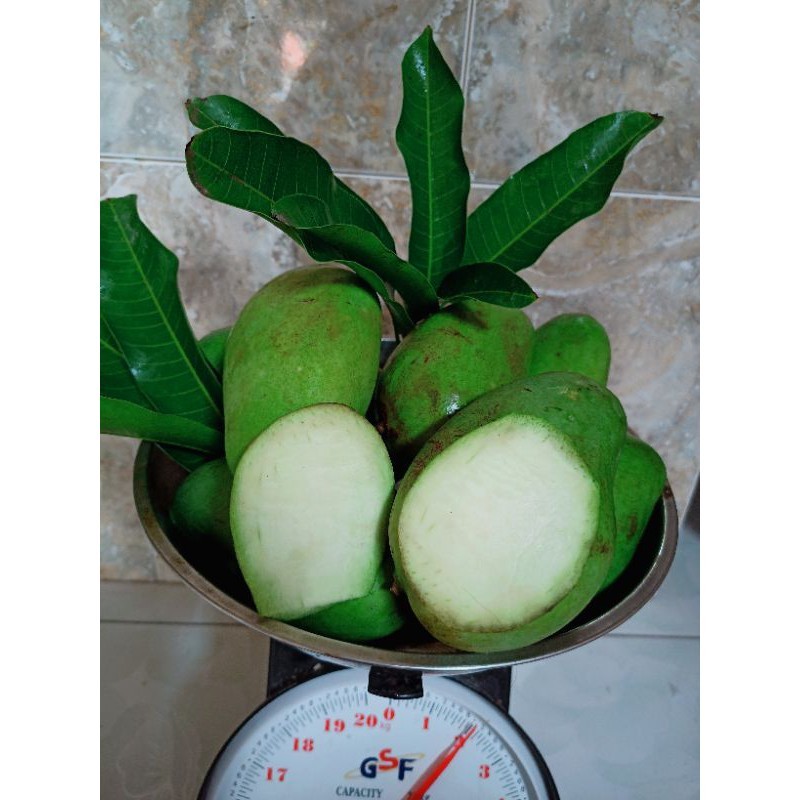 

TEBUS AMBYAR Mangga muda 2 kg fresh TERLARIS