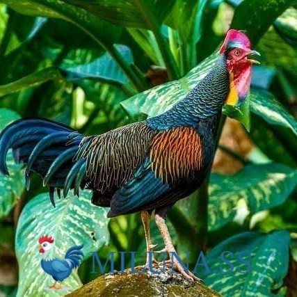 

FERTIL TELUR AYAM hutan x jawa bekisar siap ditetaskan