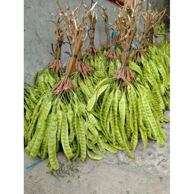 

TEBUS MURAH PROMO Pete Tua Murah isi 15 papan | Fresh