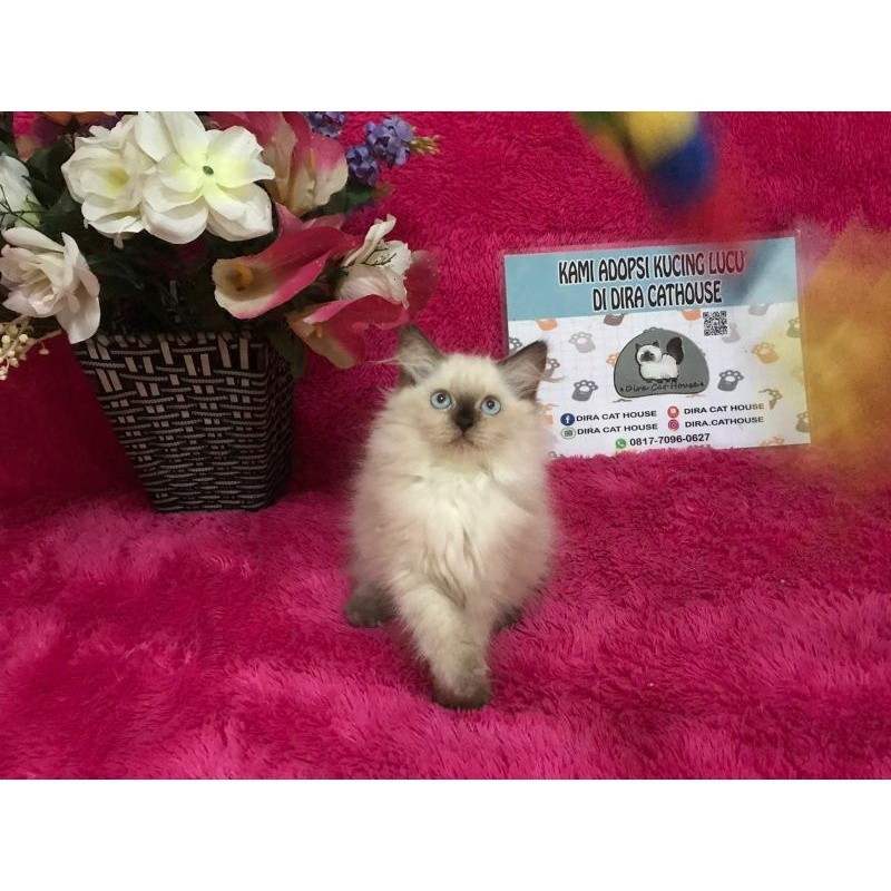 kucing Himalaya ragdoll