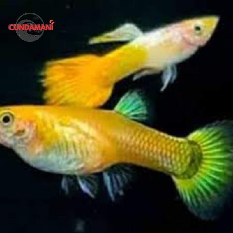 sepasang gupi guppy micarif yellow mikarif micariff kuning cundamani fishstore