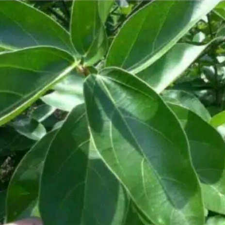 

DAUN CINCAU HIAJAU JELI PERLEMBAR
