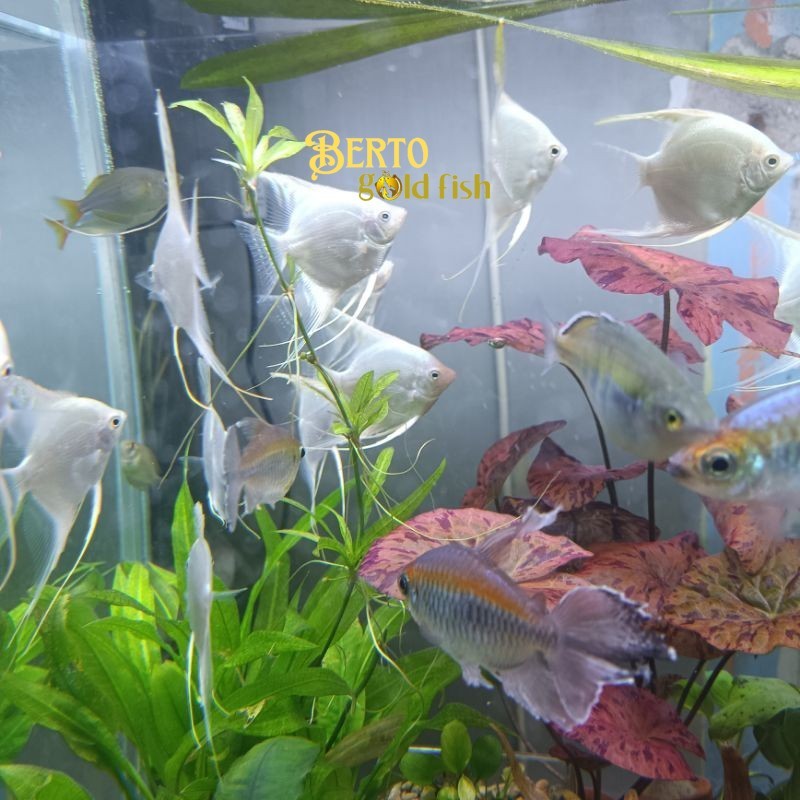 Perlengkapan aquarium Hiasan Aquarium Ikan Manfish Platinum / Tricolor / Blue Pinoy garansi
