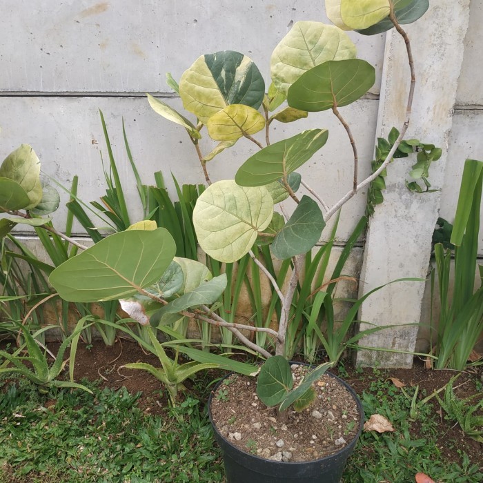 Pohon anggur laut variegata