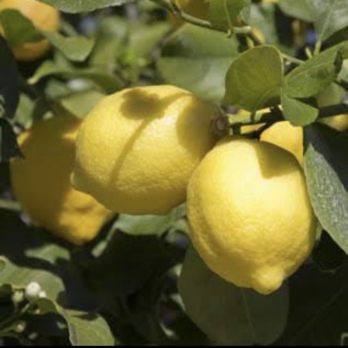 Bibit Tanaman Buah Jeruk Lemon California Sudah Berbuah // Lemon Im - Lemon lokal