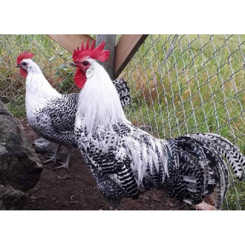 

Fertil TELUR FERTIL AYAM ARAB PETELUR HANDAL INDUKAN TERSELEKSI UNTUK DI TETASKAN