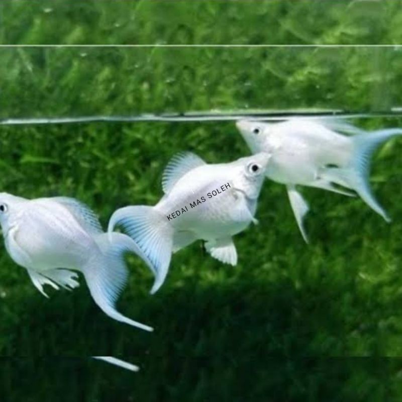 

Molly balon platinum lirytail sepasang