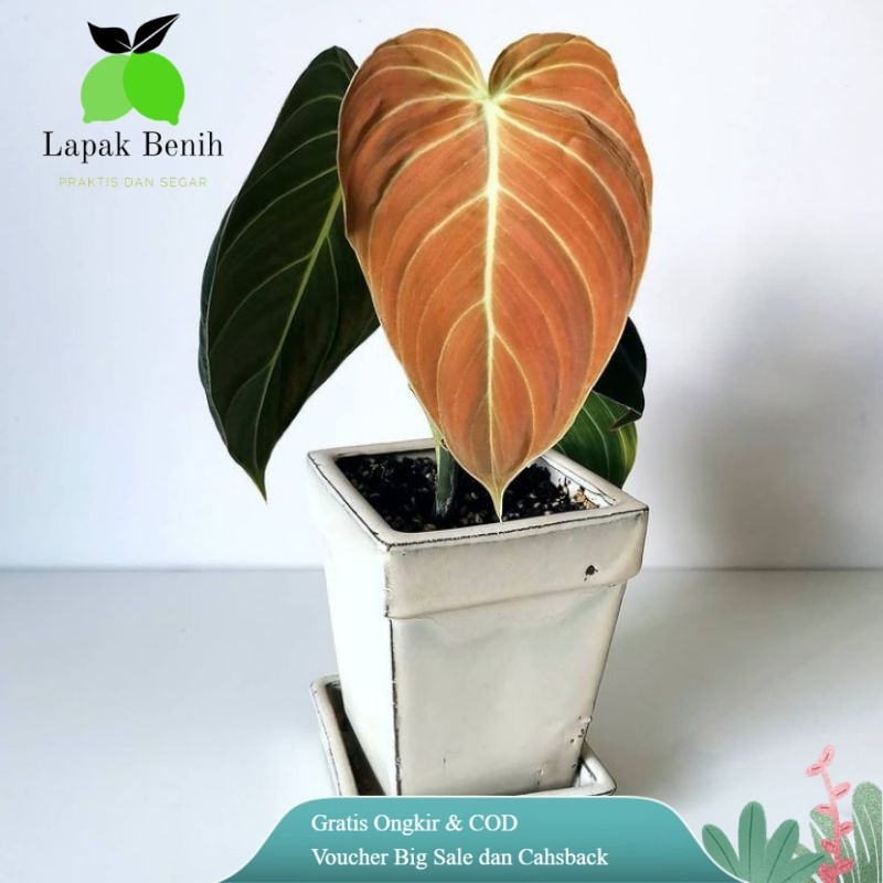 tanaman philodendron melanocrysum narrow melano