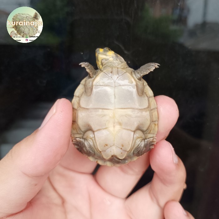 SALE -HIASAN BOX - UNIFILIS