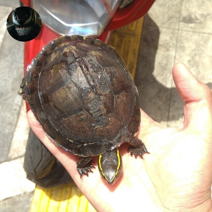 SALE -kura kura ambon batok indukan