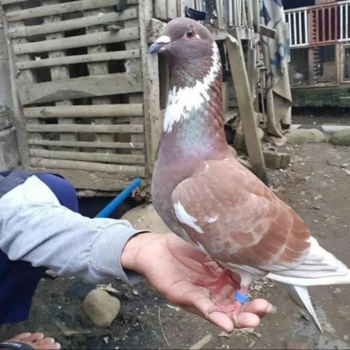 SALE -Burung Dara Burung Merpati Jantan - blorok/blantong