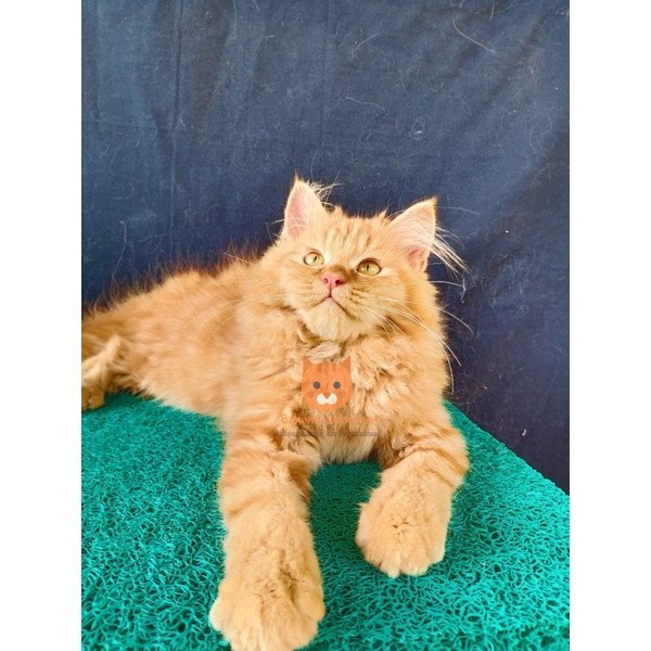 kucing Persia maincone Oren bigbone
