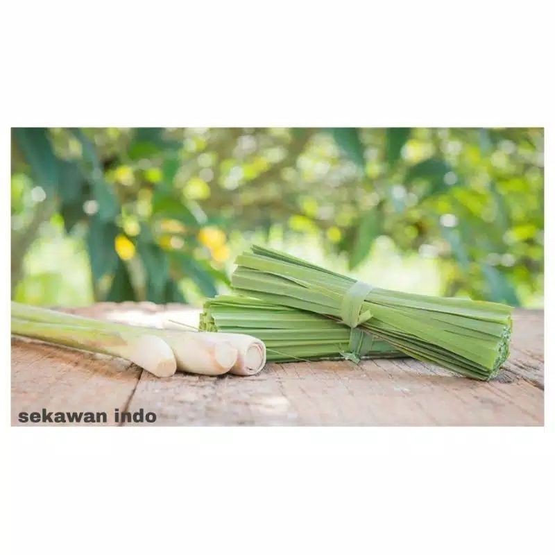 

Promo serei,sereh segar bumbu masak/ 100 grm dan bisa buat obat herbal alami murah (SRH)