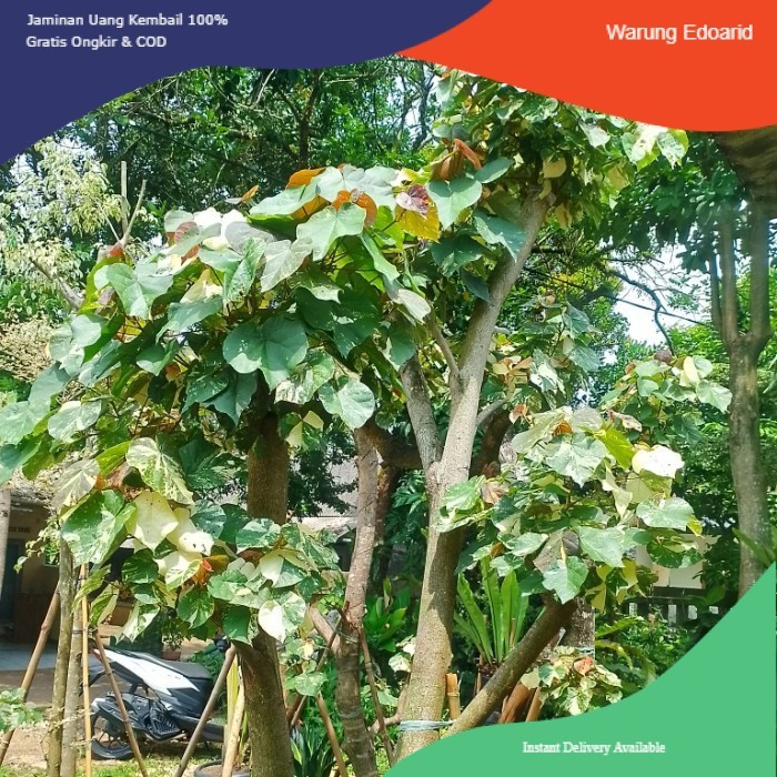 Jual Pohon Waru Variegata / Okulasi Bonsai Waru Variegata