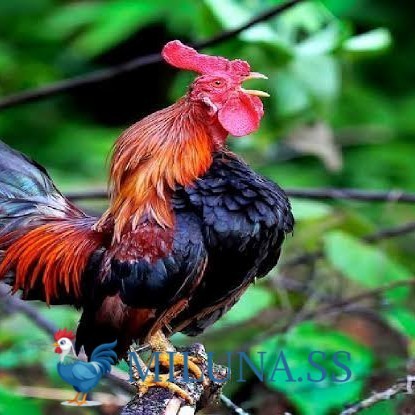 

FERTIL TELUR AYAM ketawa dangdut slow gretek siap ditetaskan